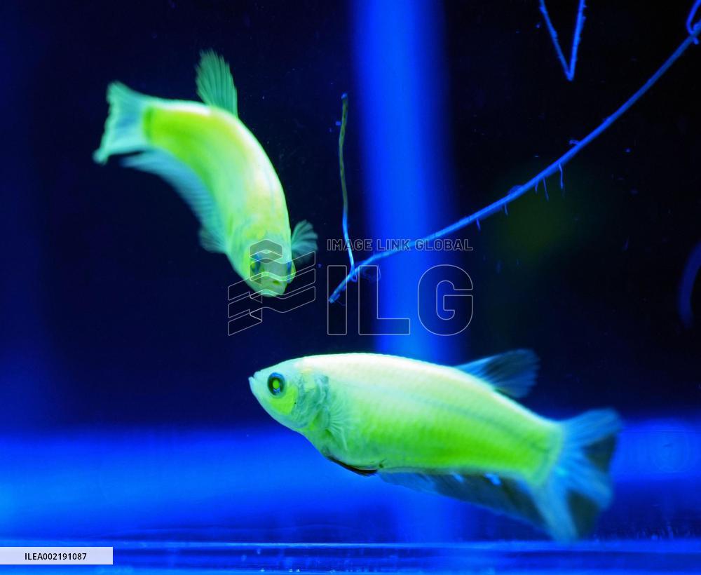 Confiscated tropical fish