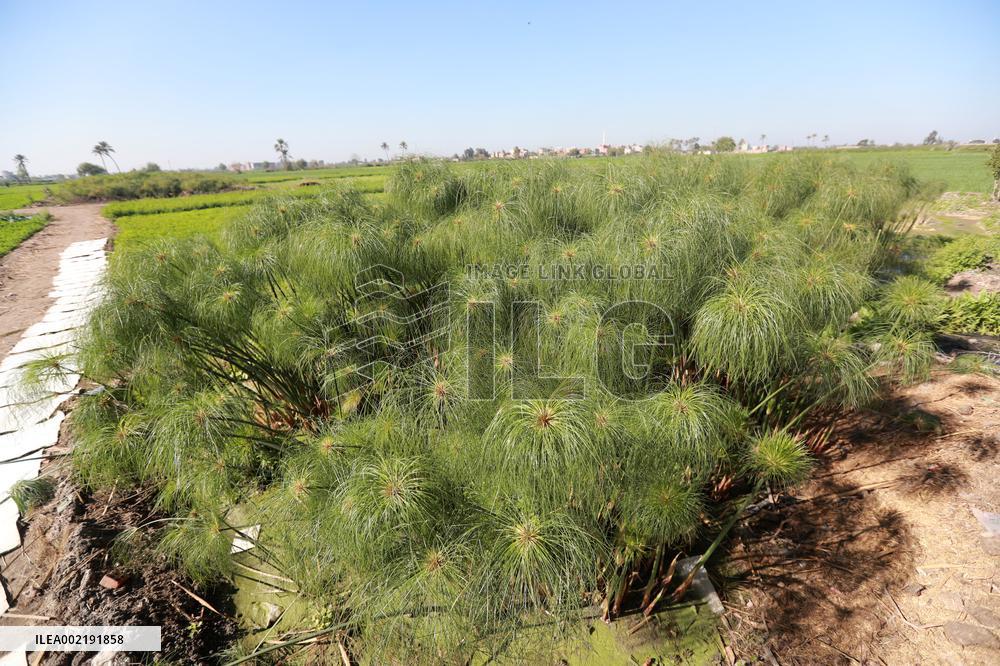 EGYPT-SHARQIYA-QARAMOS-PAPYRUS PAPER-HANDMAKING
