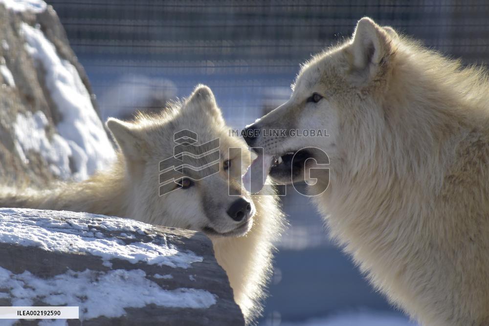Winter in Podilskyi Zoo in Vinnytsia