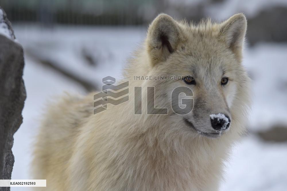 Winter in Podilskyi Zoo in Vinnytsia