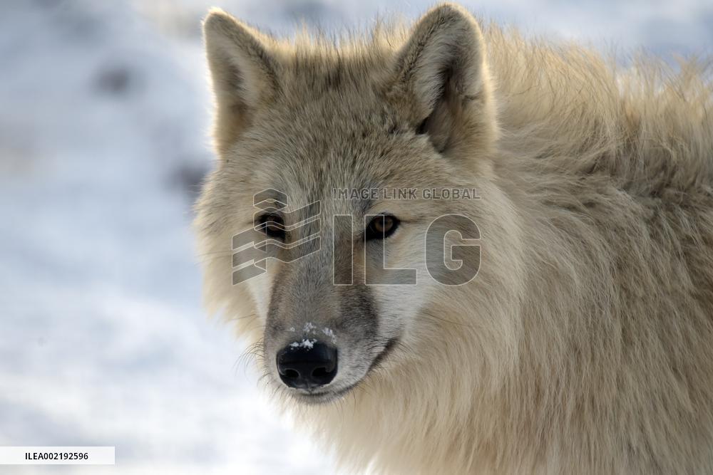 Winter in Podilskyi Zoo in Vinnytsia