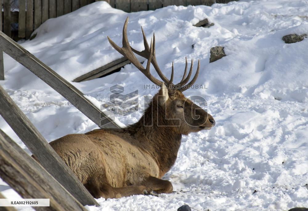 Winter in Podilskyi Zoo in Vinnytsia