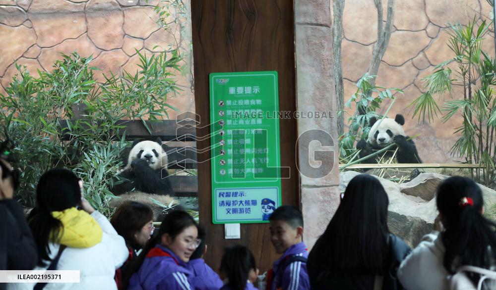 Pandas Tasting Bamboo in Chongqing