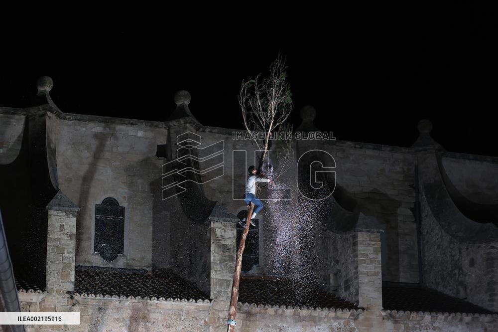 Coronation Of A Pine Tree In Pollenca - Mallorca