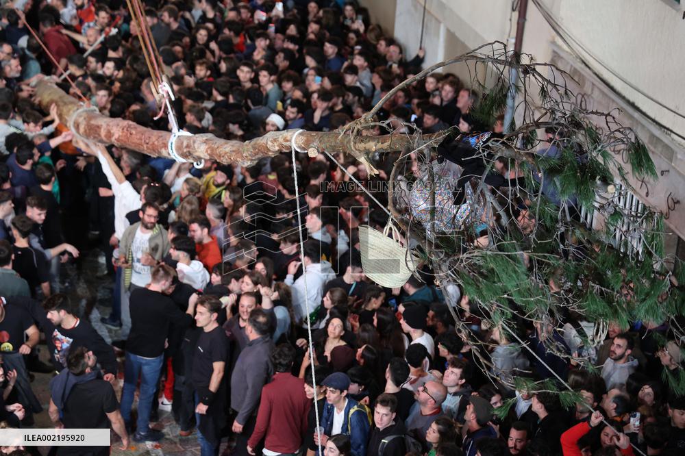 Coronation Of A Pine Tree In Pollenca - Mallorca