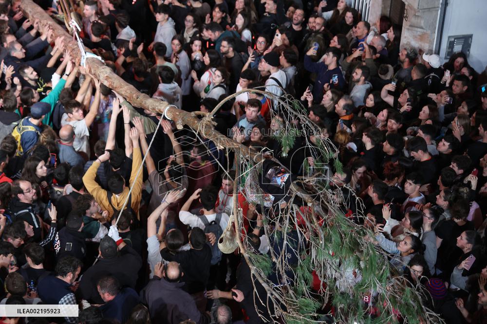 Coronation Of A Pine Tree In Pollenca - Mallorca