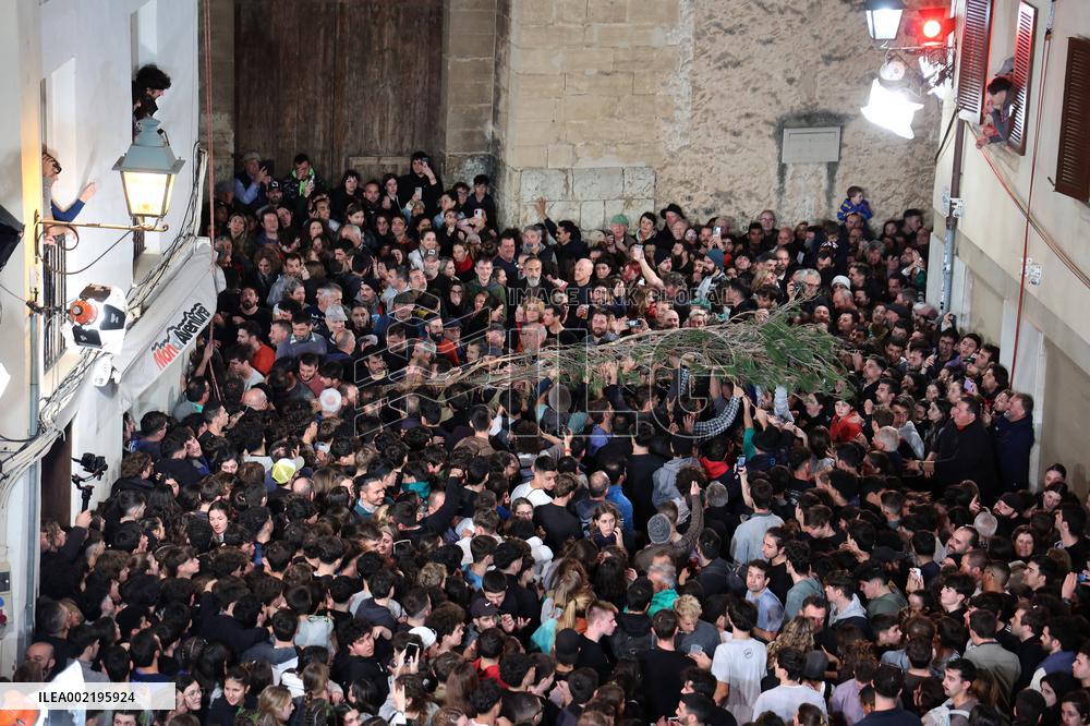 Coronation Of A Pine Tree In Pollenca - Mallorca