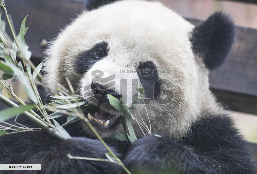 CHINA-CHONGQING-PANDA (CN)