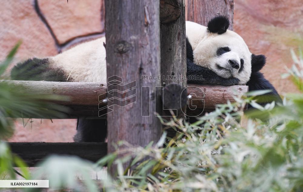 CHINA-CHONGQING-PANDA (CN)