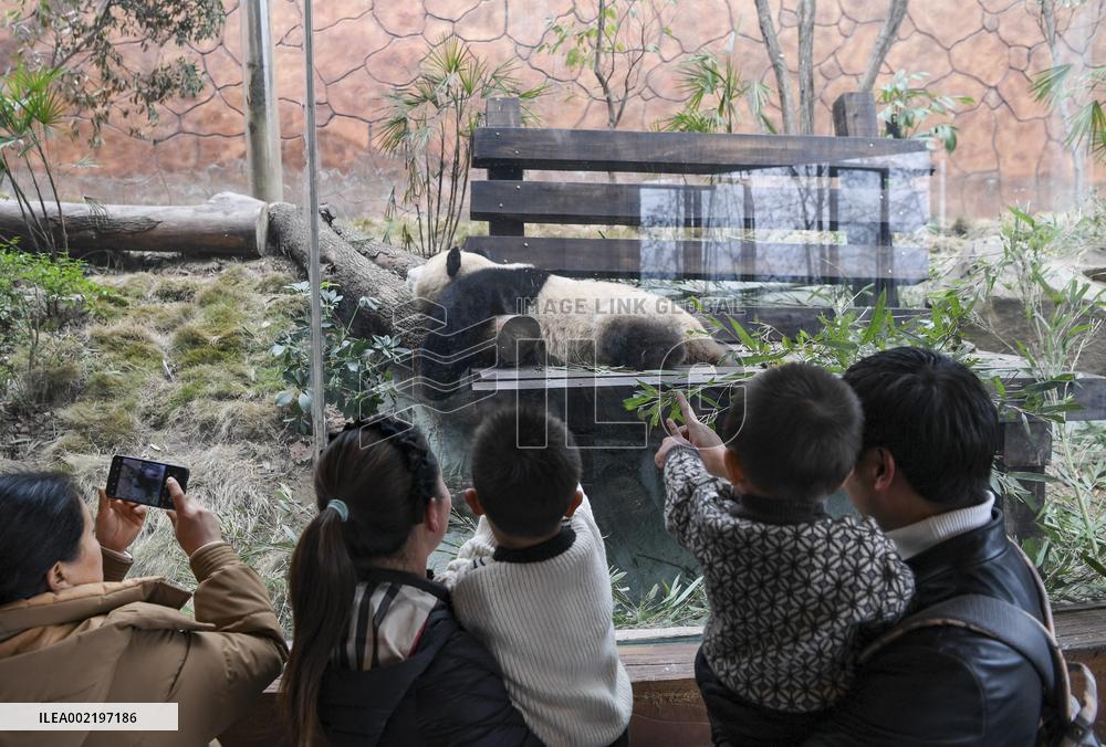 CHINA-CHONGQING-PANDA (CN)