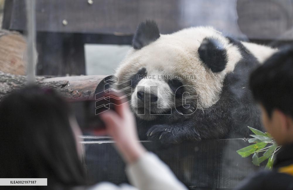 CHINA-CHONGQING-PANDA (CN)