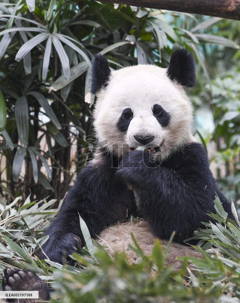 CHINA-CHONGQING-PANDA (CN)