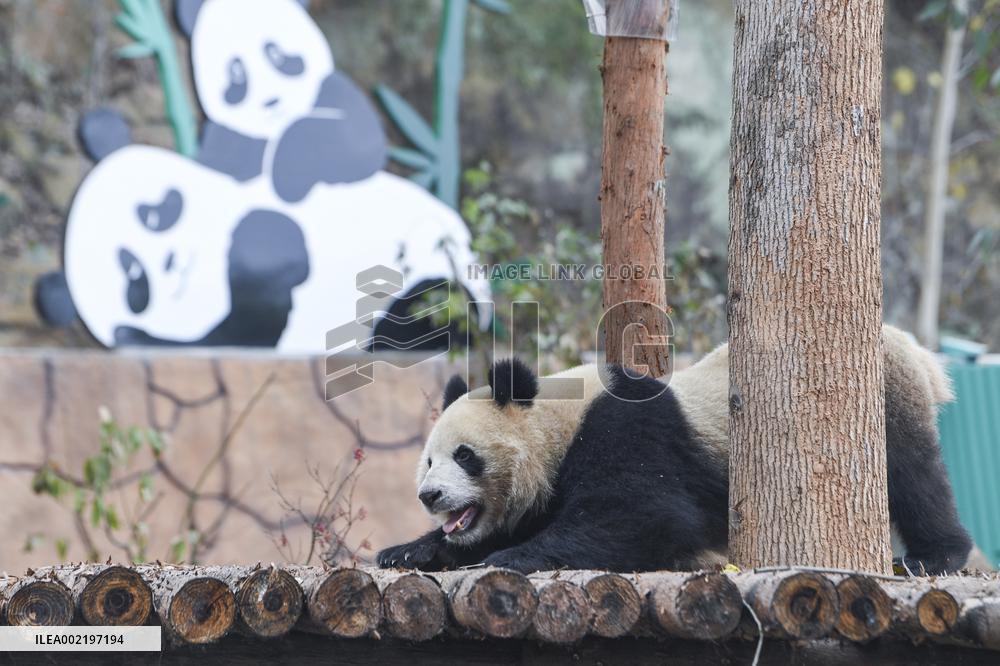 CHINA-CHONGQING-PANDA (CN)