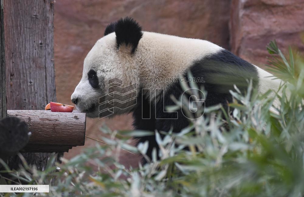 CHINA-CHONGQING-PANDA (CN)