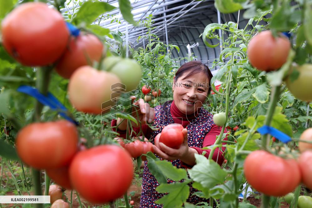 A Greenhouse in Zaozhuang