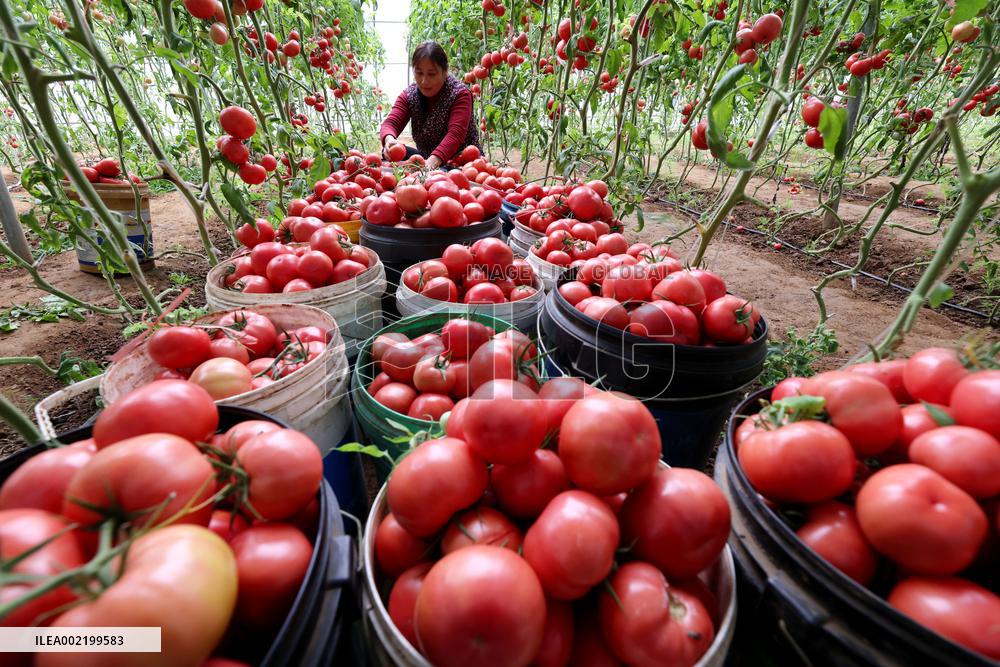 A Greenhouse in Zaozhuang