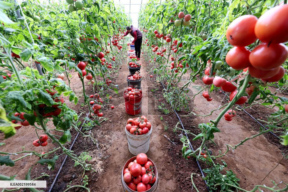 A Greenhouse in Zaozhuang
