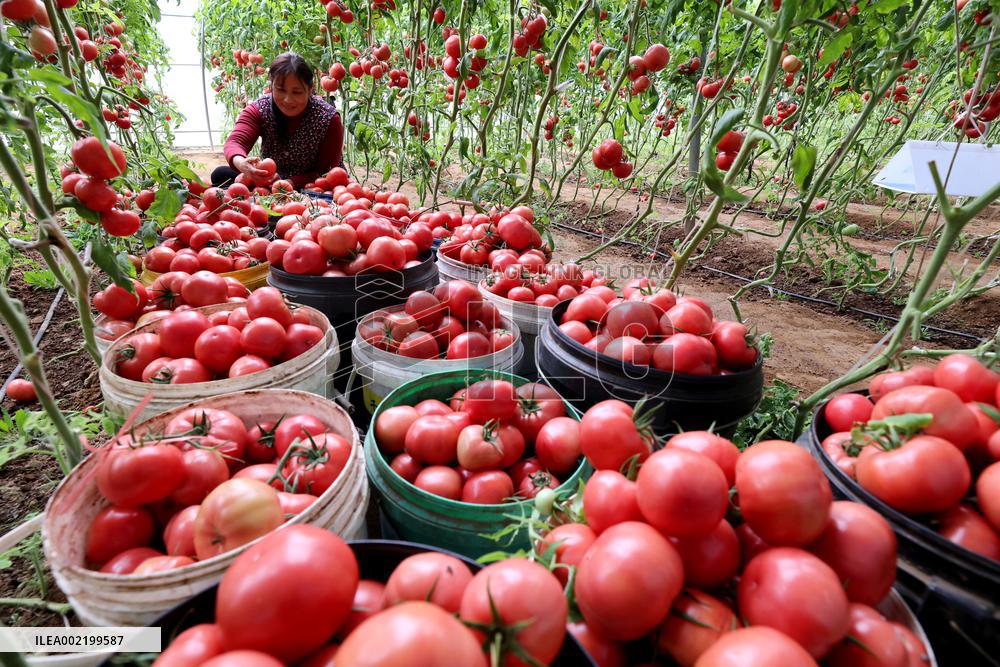 A Greenhouse in Zaozhuang
