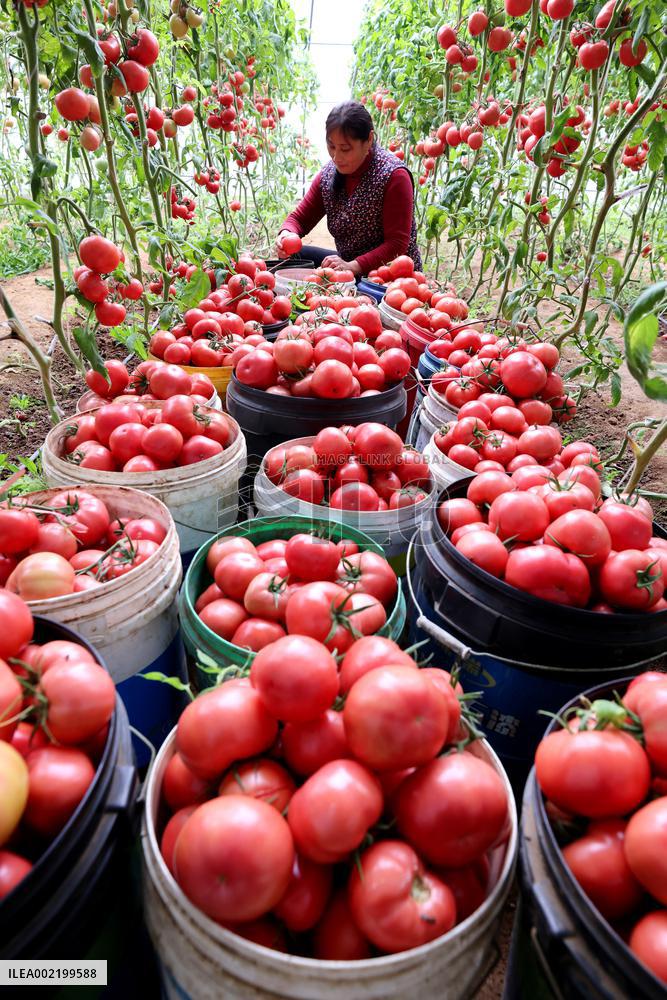 A Greenhouse in Zaozhuang