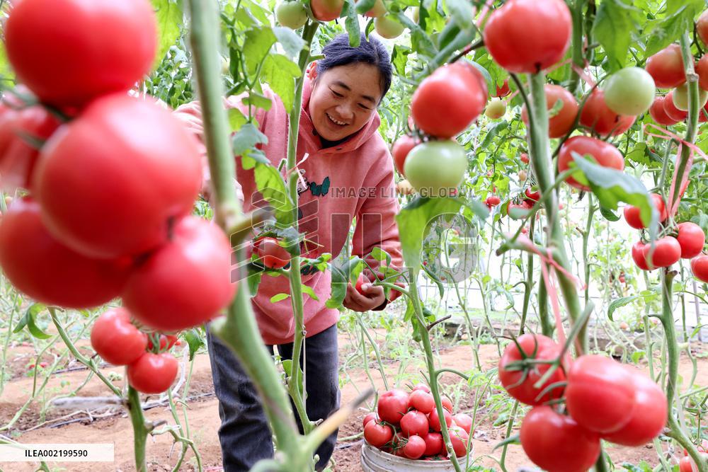 A Greenhouse in Zaozhuang