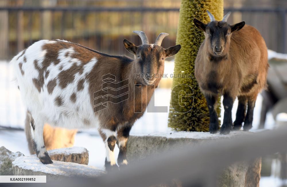 Kyiv Zoo