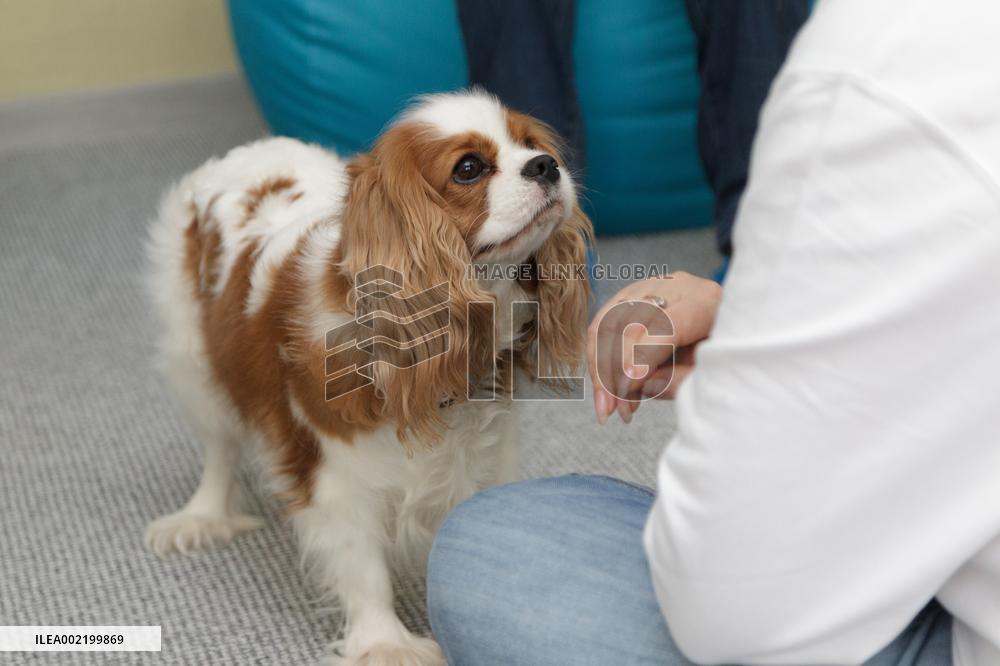 First dog-assisted therapy center opens in Kyiv