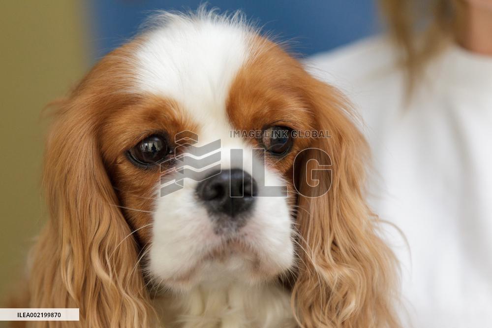 First dog-assisted therapy center opens in Kyiv