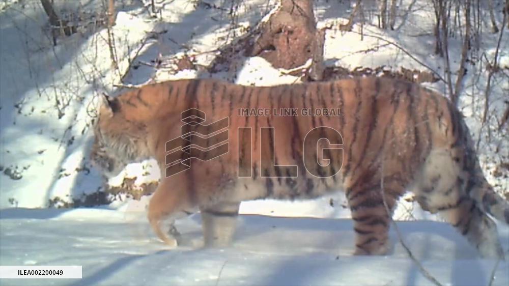 CHINA-HEILONGJIANG-SIBERIAN TIGER (CN)