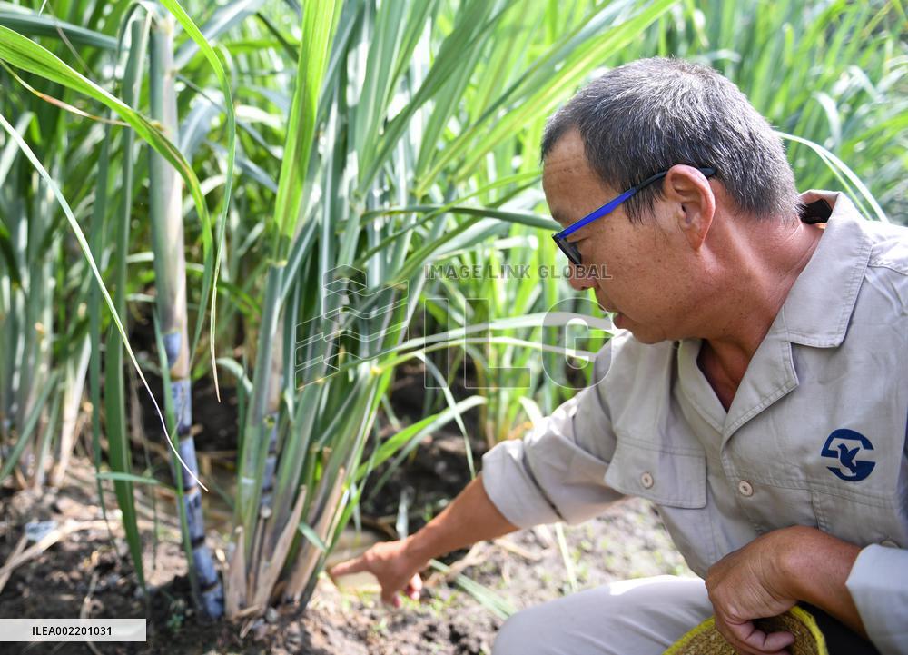 TOGO-ANIE-SUGAR COMPANY