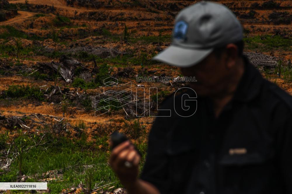 Indonesia's Reforestation Polemic