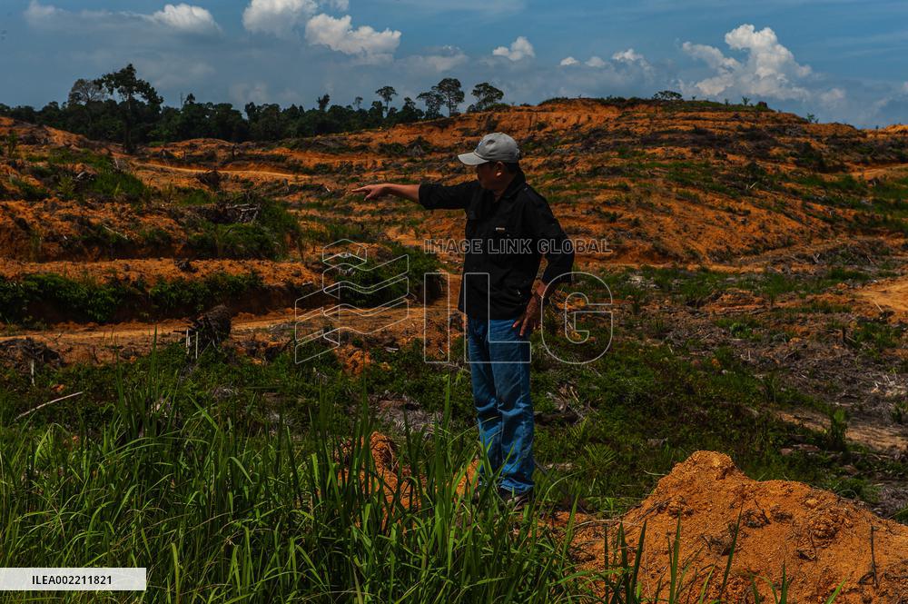 Indonesia's Reforestation Polemic