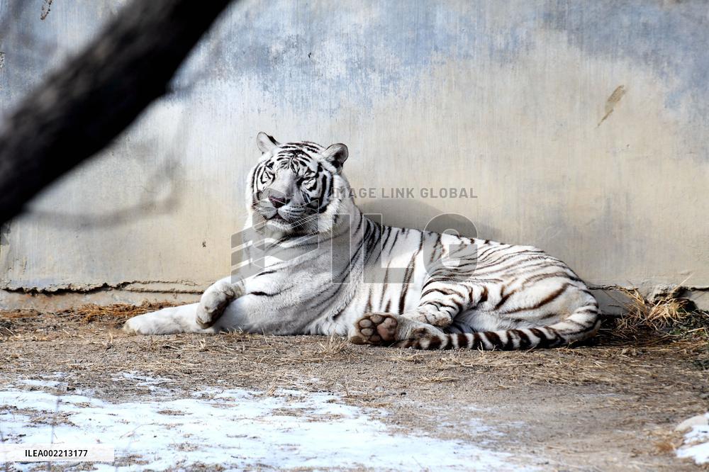 Forest Wildlife World in Qingdao