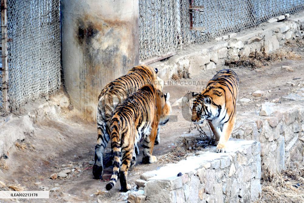 Forest Wildlife World in Qingdao