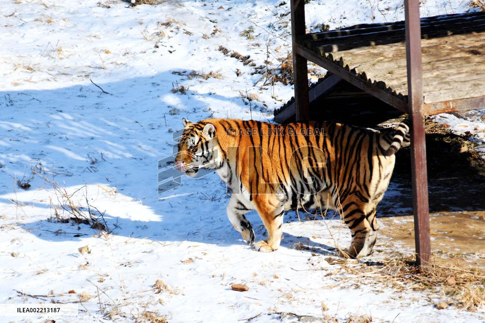 Forest Wildlife World in Qingdao