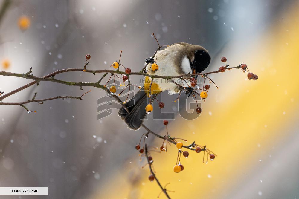 #CHINA-SNOW-SCENERY (CN)