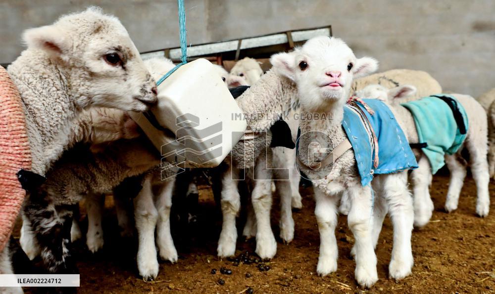 Livestock And Veterinary Workstation in Zhangye