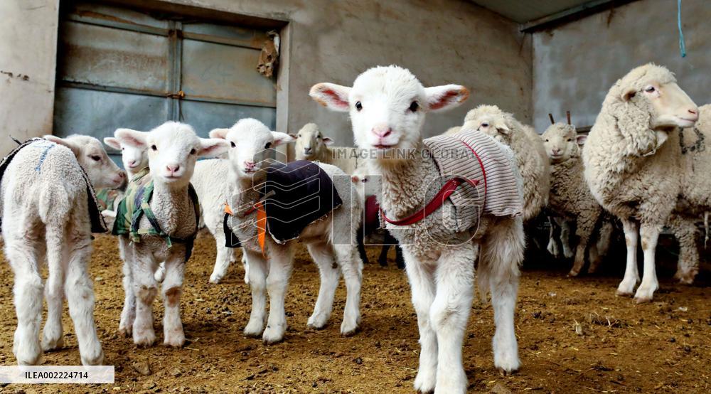 Livestock And Veterinary Workstation in Zhangye