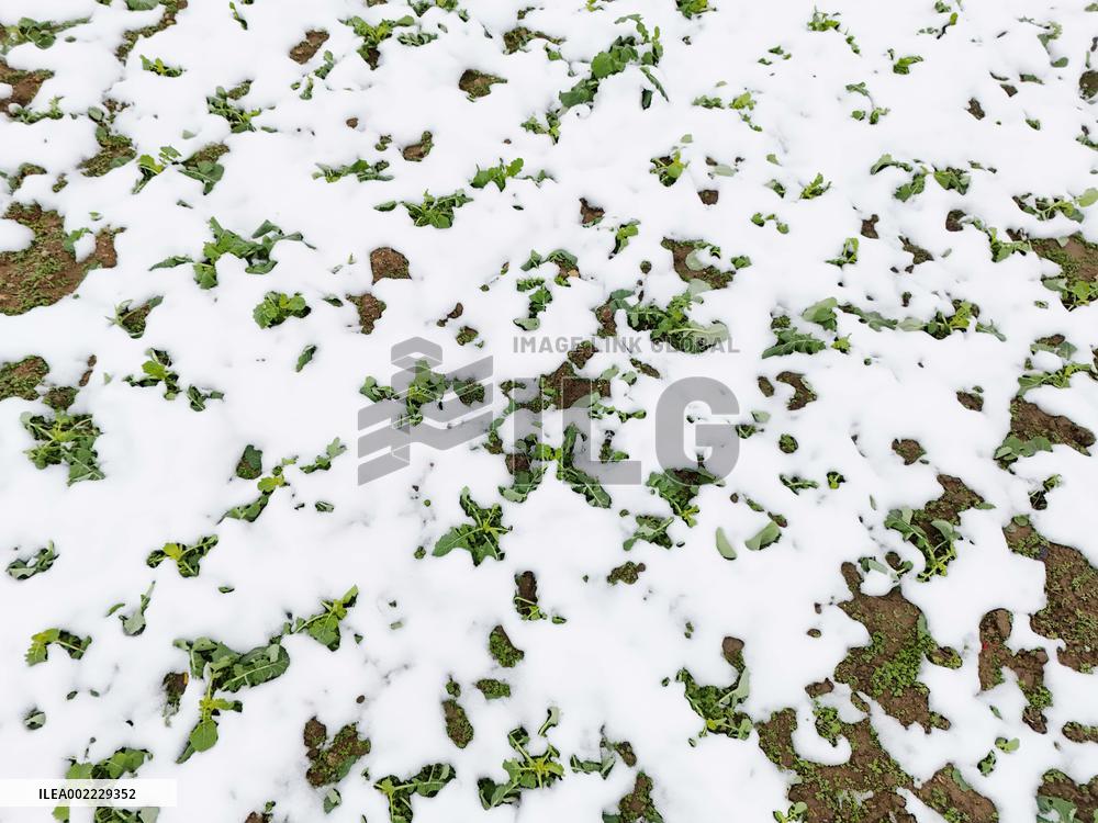 A Vegetable Field Covered By Thick Snow in Qiandongnan