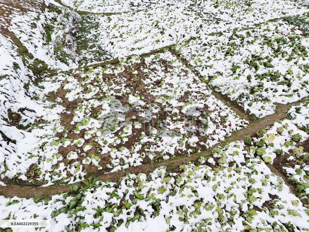 A Vegetable Field Covered By Thick Snow in Qiandongnan