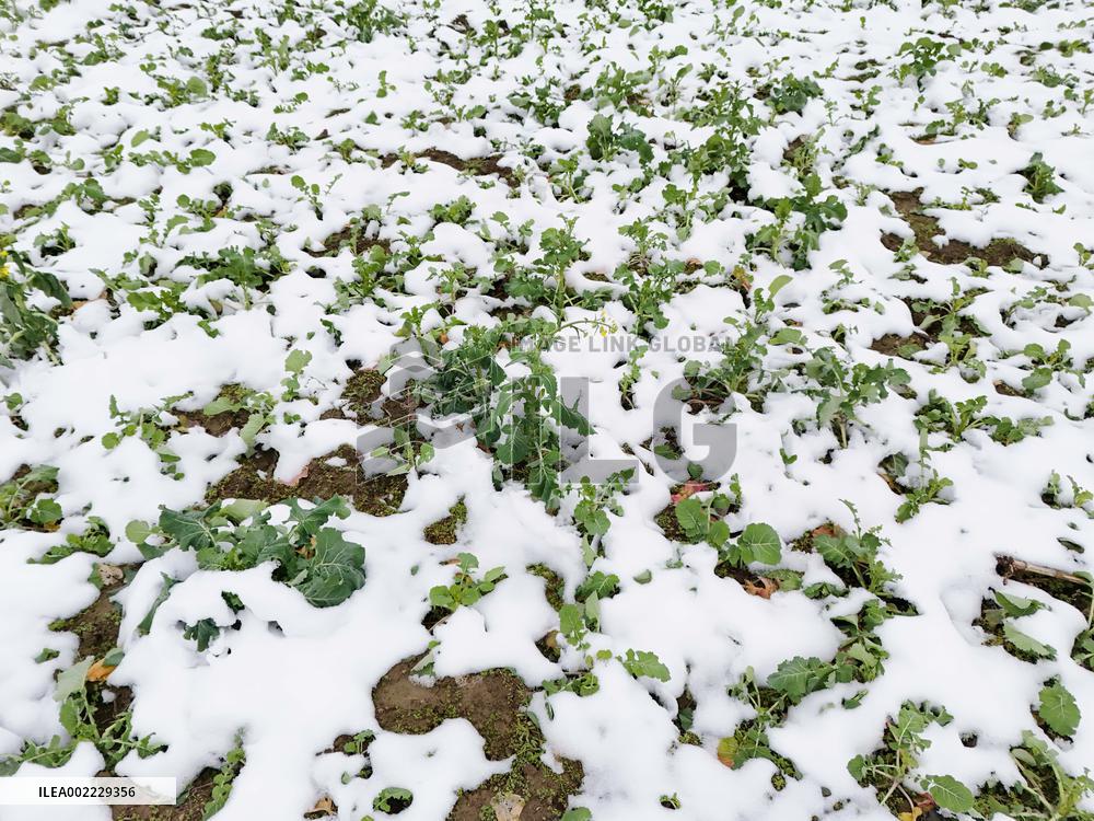 A Vegetable Field Covered By Thick Snow in Qiandongnan