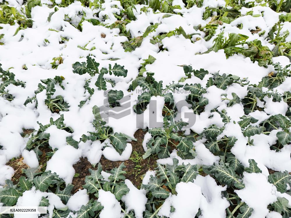 A Vegetable Field Covered By Thick Snow in Qiandongnan