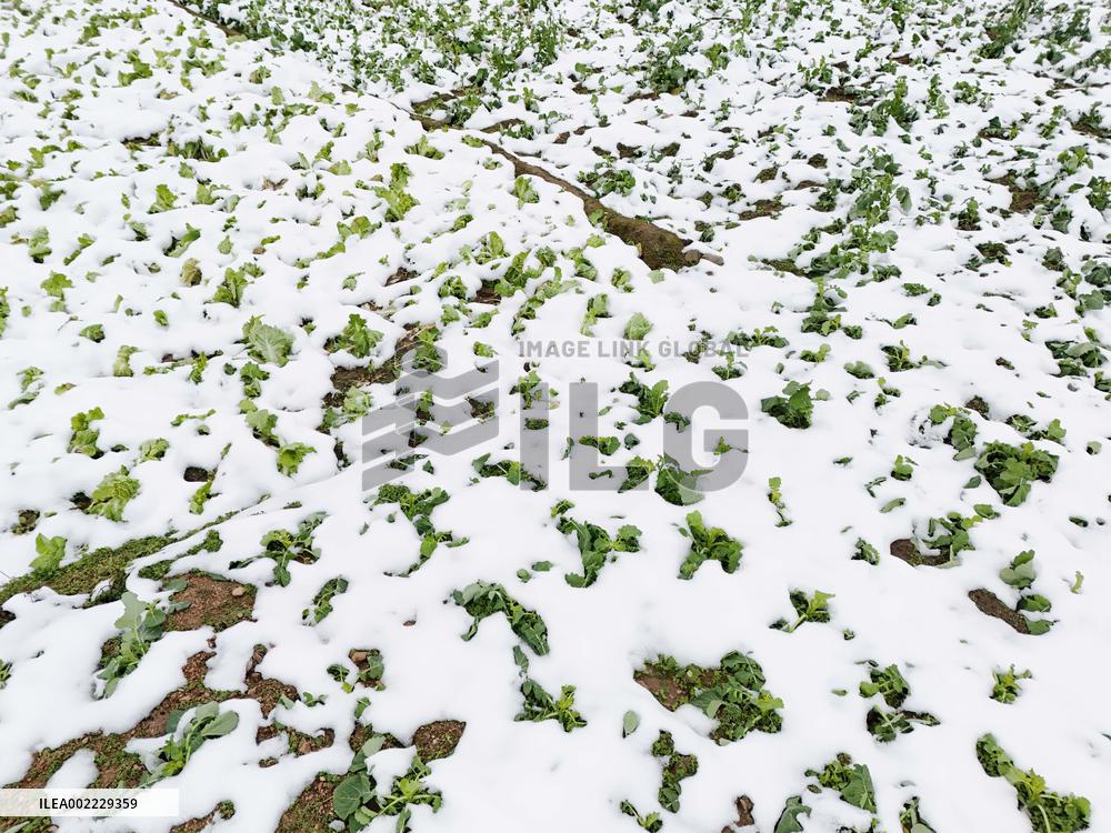 A Vegetable Field Covered By Thick Snow in Qiandongnan