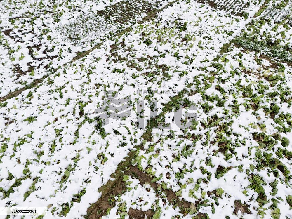 A Vegetable Field Covered By Thick Snow in Qiandongnan