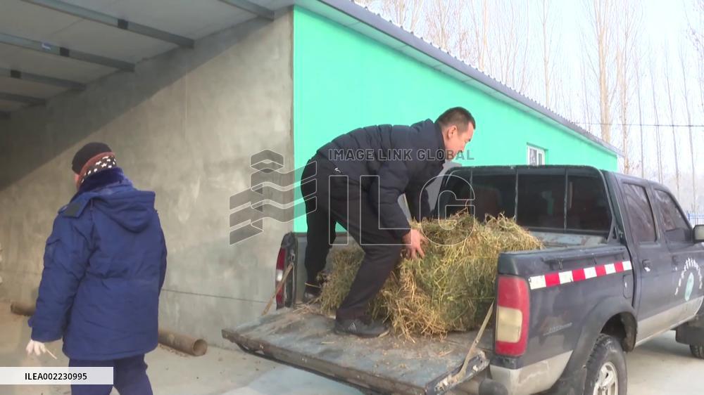 NW China nature reserve helps wildlife in winter