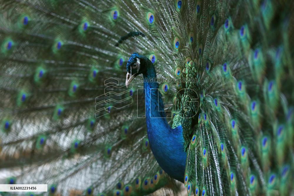 MYANMAR-YANGON-ZOO-118TH ANNIVERSARY-CELEBRATION