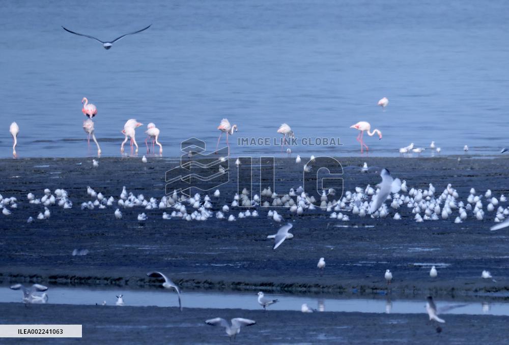 KUWAIT-CAPITAL GOVERNORATE-ENVIRONMENT-BIRD COUNTING