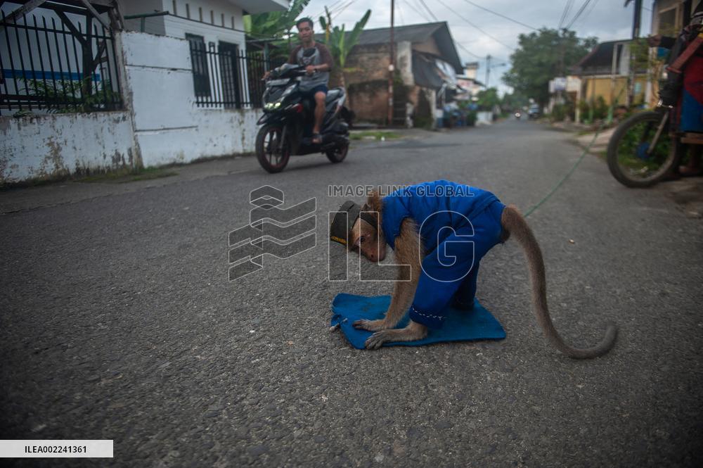 The Human - Macaques Conflicts - Sumatra