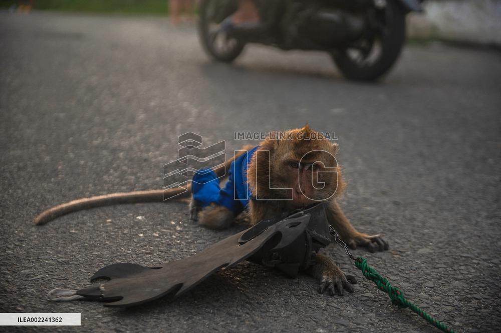 The Human - Macaques Conflicts - Sumatra