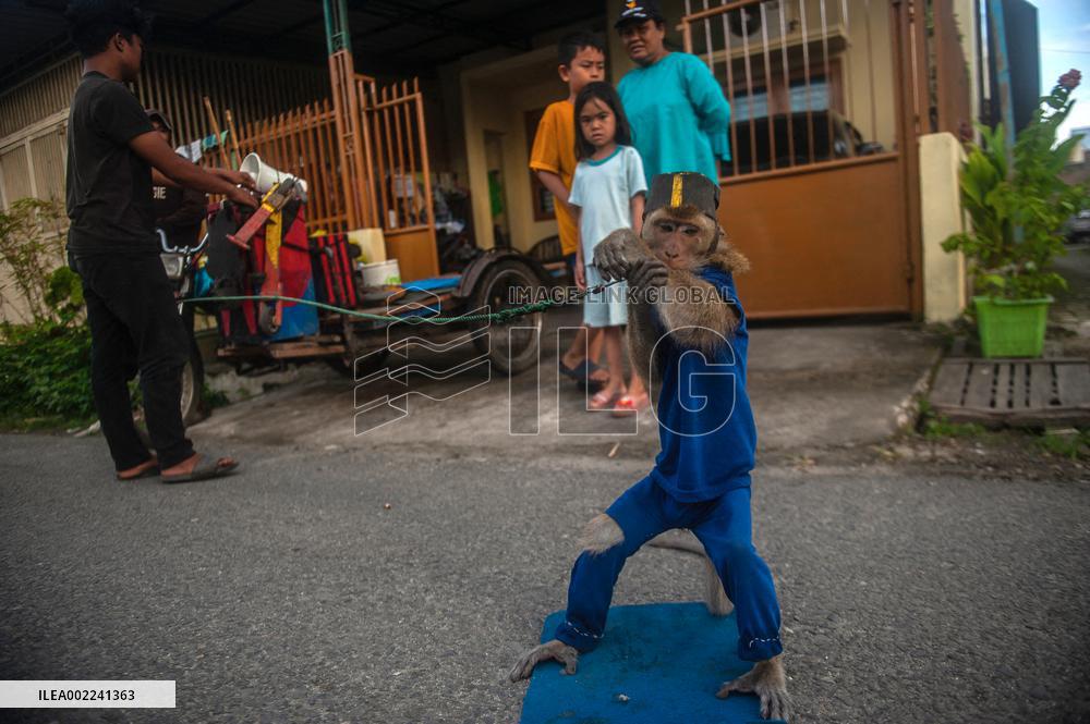 The Human - Macaques Conflicts - Sumatra