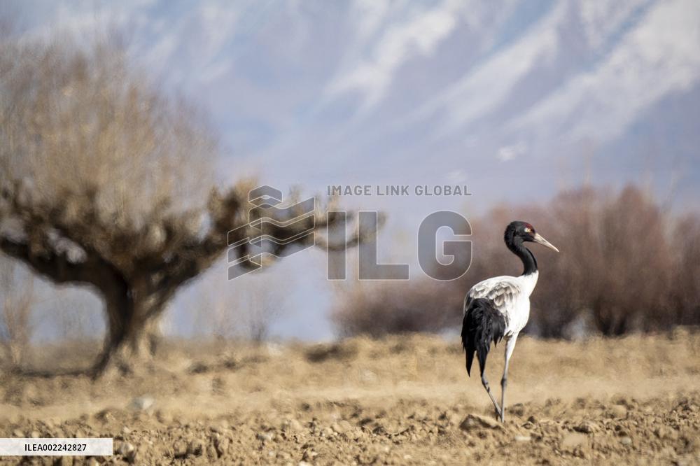 CHINA-XIZANG-XIGAZE-BLACK-NECKED CRANES (CN)